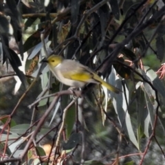 Ptilotula penicillata at Googong, NSW - 12 May 2019