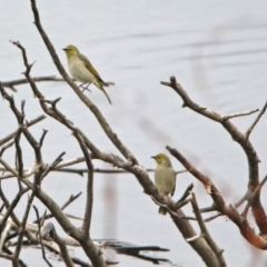 Ptilotula penicillata at Googong, NSW - 12 May 2019