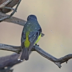 Eopsaltria australis at Googong, NSW - 12 May 2019 03:20 PM