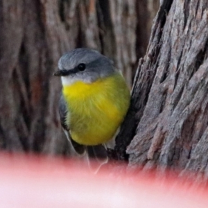 Eopsaltria australis at Googong, NSW - 12 May 2019 03:20 PM