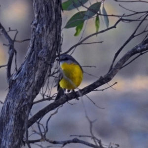 Eopsaltria australis at Googong, NSW - 12 May 2019 03:20 PM