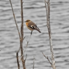 Petroica phoenicea at Googong, NSW - 12 May 2019