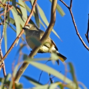 Aphelocephala leucopsis at Googong Foreshore - 12 May 2019