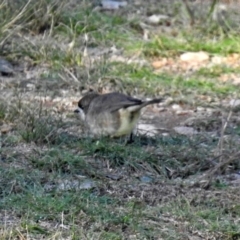 Aphelocephala leucopsis at Googong Foreshore - 12 May 2019