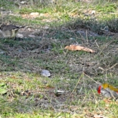 Aphelocephala leucopsis at Googong Foreshore - 12 May 2019