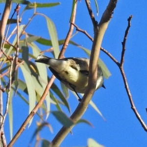 Aphelocephala leucopsis at Googong Foreshore - 12 May 2019