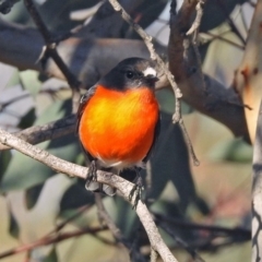 Petroica phoenicea (Flame Robin) at Googong Foreshore - 12 May 2019 by RodDeb