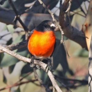 Petroica phoenicea at Googong, NSW - 12 May 2019