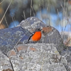 Petroica phoenicea at Googong, NSW - 12 May 2019