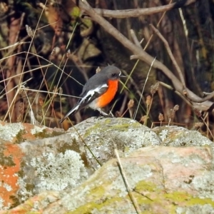 Petroica phoenicea at Googong, NSW - 12 May 2019