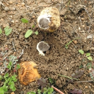 Scleroderma sp. at Googong, NSW - 12 May 2019