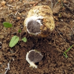 Scleroderma sp. at Googong, NSW - 12 May 2019