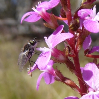 Geron sp. (genus) (Slender Bee Fly) at Rocky Plain, NSW - 11 Dec 2015 by AndyRussell