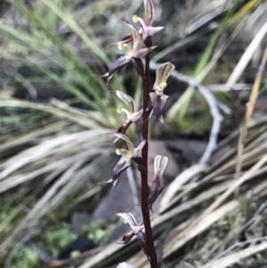 Acianthus exsertus at Acton, ACT - 13 May 2019