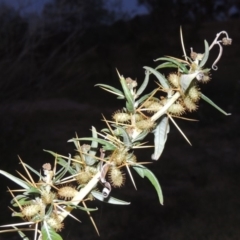 Xanthium spinosum (Bathurst Burr) at Point Hut to Tharwa - 12 Mar 2019 by MichaelBedingfield