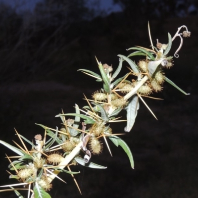 Xanthium spinosum (Bathurst Burr) at Paddys River, ACT - 12 Mar 2019 by michaelb