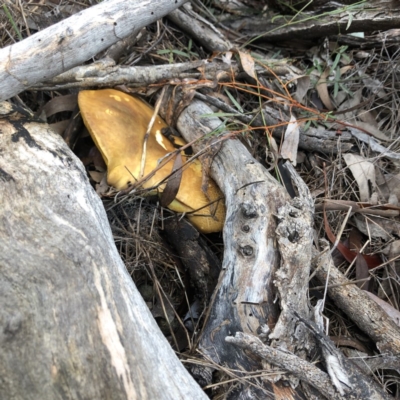 Unidentified Cap on a stem; gills below cap [mushrooms or mushroom-like] at Red Hill, ACT - 13 May 2019 by 49892