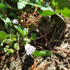 Malva parviflora (Little Mallow) at Fyshwick, ACT - 14 May 2019 by Mike