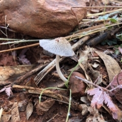 Coprinellus etc. (An Inkcap) at Red Hill, ACT - 13 May 2019 by 49892