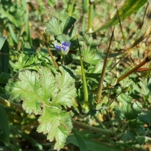 Erodium crinitum at Fyshwick, ACT - 14 May 2019