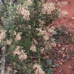 Cassinia quinquefaria (Rosemary Cassinia) at Red Hill, ACT - 12 May 2019 by 49892