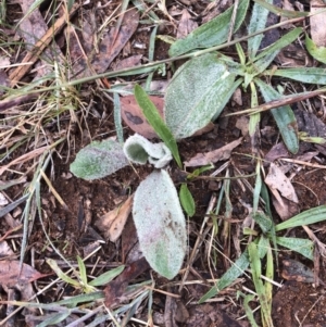 Verbascum thapsus subsp. thapsus at Red Hill, ACT - 13 May 2019