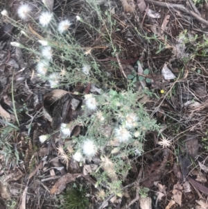 Vittadinia cuneata var. cuneata at Red Hill, ACT - 13 May 2019 10:06 AM