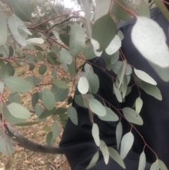 Eucalyptus melliodora (Yellow Box) at Red Hill, ACT - 13 May 2019 by 49892
