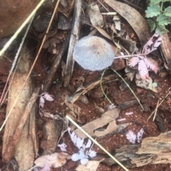 Coprinellus etc. (An Inkcap) at Red Hill, ACT - 12 May 2019 by 49892