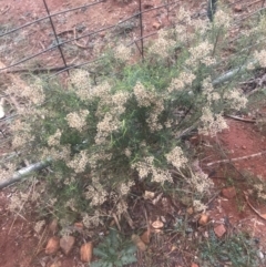 Cassinia quinquefaria (Rosemary Cassinia) at Red Hill, ACT - 12 May 2019 by 49892