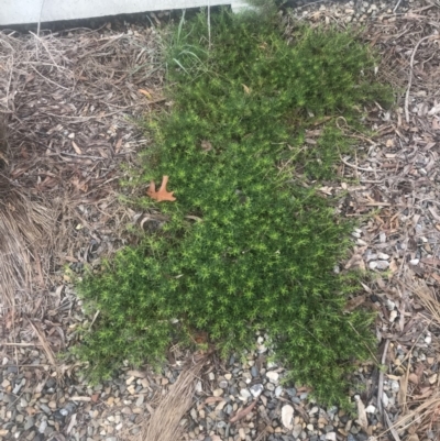 Myoporum parvifolium (Creeping Myoporum) at Red Hill, ACT - 13 May 2019 by 49892