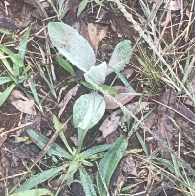 Verbascum thapsus subsp. thapsus (Great Mullein, Aaron's Rod) at Red Hill, ACT - 13 May 2019 by 49892