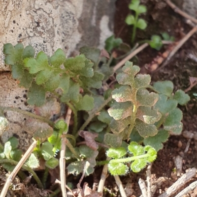 Asplenium subglandulosum (Blanket Fern) at Majura, ACT - 14 May 2019 by AaronClausen