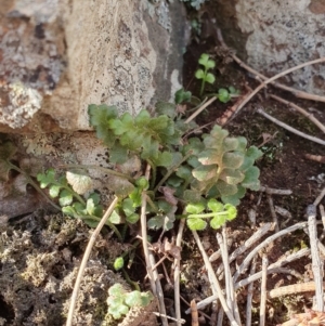 Asplenium subglandulosum at Majura, ACT - 14 May 2019 12:13 PM