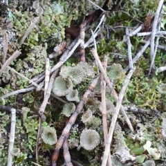 Cladonia sp. (genus) (Cup Lichen) at Mount Majura - 14 May 2019 by AaronClausen