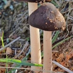 Oudemansiella gigaspora group (Rooting Shank) at Majura, ACT - 14 May 2019 by AaronClausen