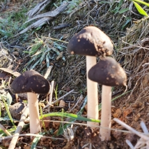 Oudemansiella gigaspora group at Majura, ACT - 14 May 2019 12:28 PM