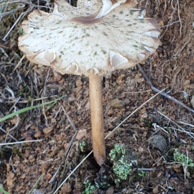 Oudemansiella gigaspora group (Rooting Shank) at Majura, ACT - 14 May 2019 by AaronClausen