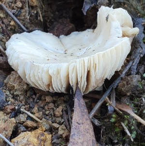 zz agaric (stem; gills white/cream) at Majura, ACT - 14 May 2019 12:32 PM