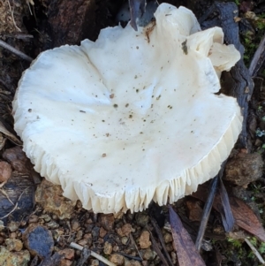 zz agaric (stem; gills white/cream) at Majura, ACT - 14 May 2019 12:32 PM