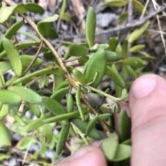 Persoonia mollis subsp. revoluta at Canyonleigh, NSW - 22 Nov 2018 by AaronClausen