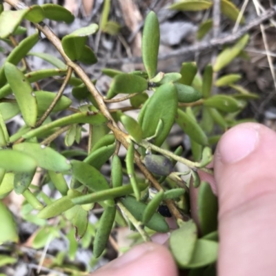 Persoonia mollis subsp. revoluta at Canyonleigh, NSW - 22 Nov 2018 by AaronClausen