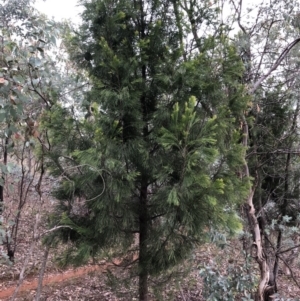 Exocarpos strictus at Red Hill, ACT - 13 May 2019