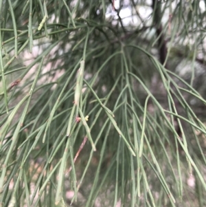 Exocarpos strictus at Red Hill, ACT - 13 May 2019