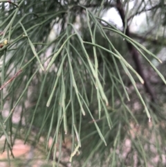 Exocarpos strictus at Red Hill, ACT - 13 May 2019