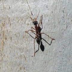 Myrmecia nigriceps (Black-headed bull ant) at Isaacs Ridge - 14 May 2019 by Mike