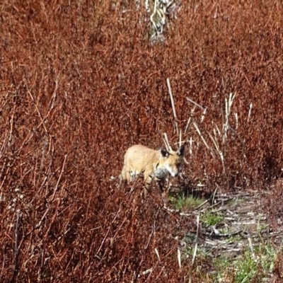 Vulpes vulpes (Red Fox) at Jerrabomberra, ACT - 14 May 2019 by Mike