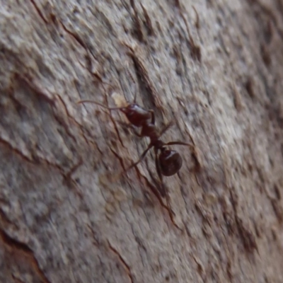 Acrodipsas myrmecophila (Small Ant-blue Butterfly) at Symonston, ACT - 13 Nov 2018 by Christine