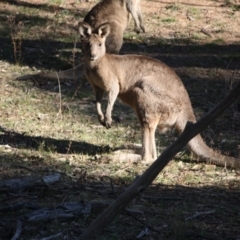 Macropus giganteus (Eastern Grey Kangaroo) at Red Hill Nature Reserve - 14 May 2019 by LisaH