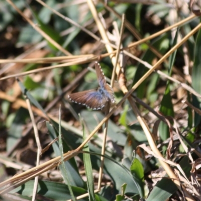 Theclinesthes serpentata (Saltbush Blue) at Deakin, ACT - 14 May 2019 by LisaH
